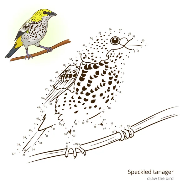 Speckled tanager bird aprender a desenhar vetor —  Vetores de Stock