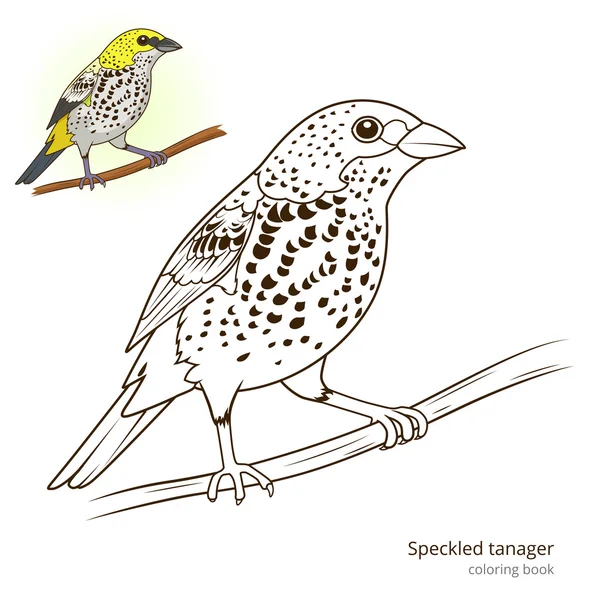 Speckled tanager vetor de livro de cores —  Vetores de Stock