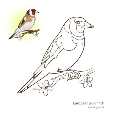 European goldfinch color book vector