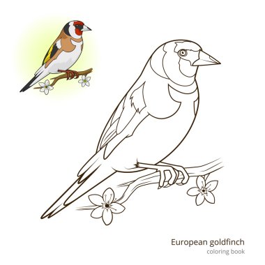 European goldfinch color book vector clipart