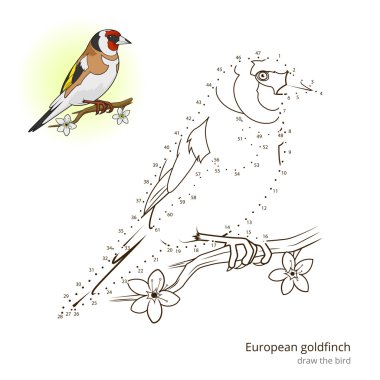 European goldfinch bird learn to draw vector
