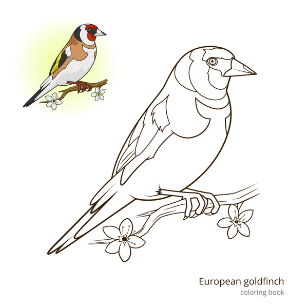 European goldfinch color book vector — Stock Vector