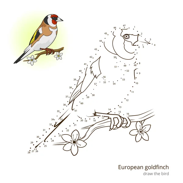Pájaro jilguero europeo aprender a dibujar vector — Vector de stock