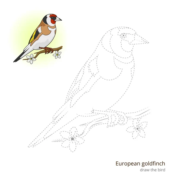 Uccello cardellino europeo imparare a disegnare vettore — Vettoriale Stock