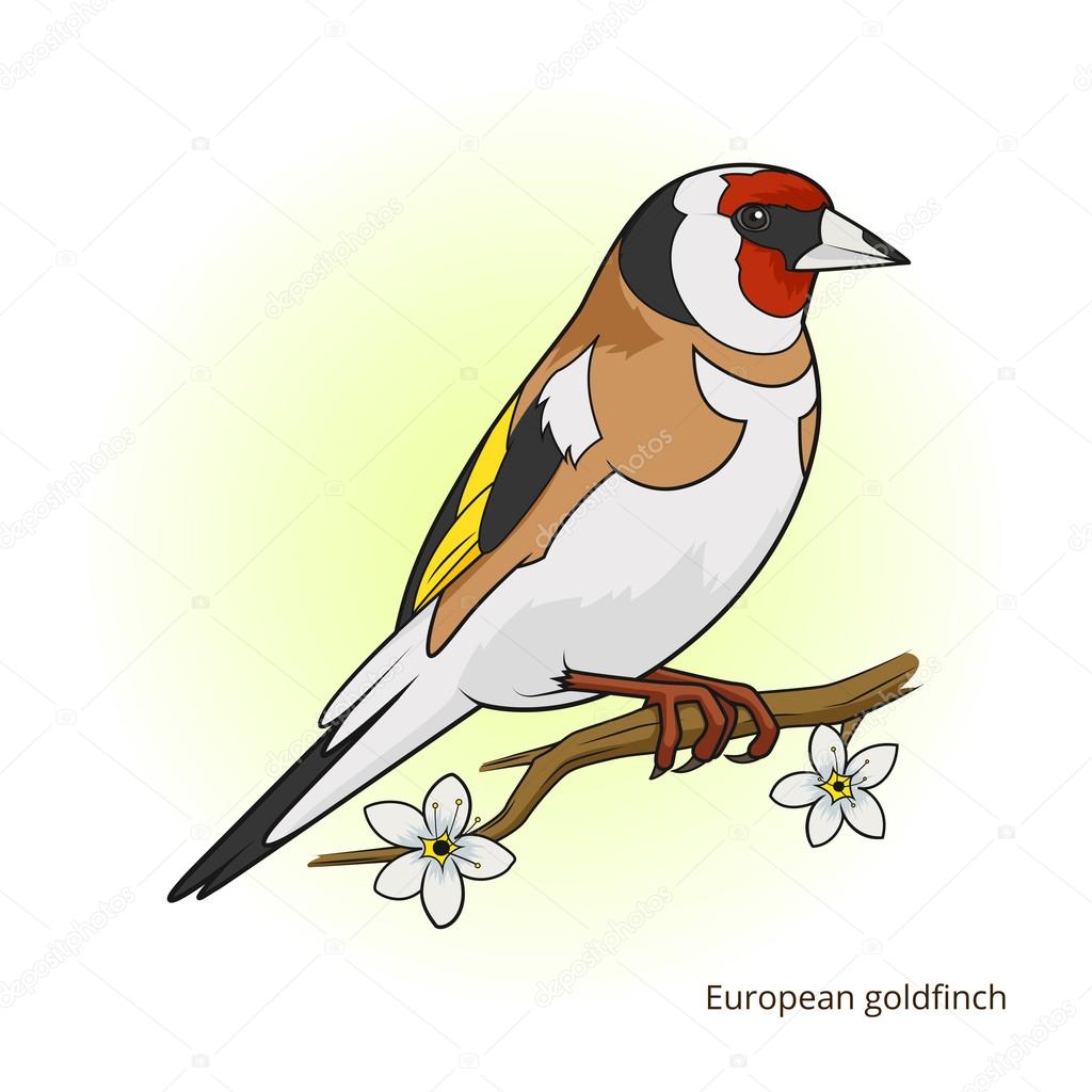 European goldfinch bird educational game vector — Stock Vector