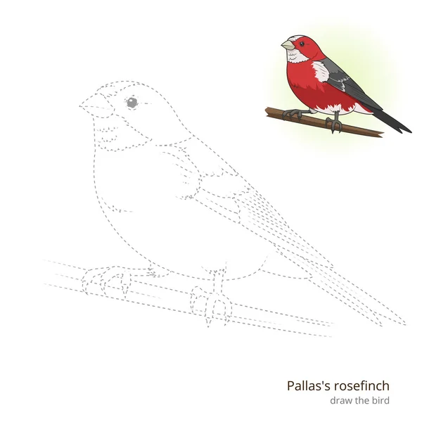 Pallas rosefinch uccello imparare a disegnare vettore — Vettoriale Stock