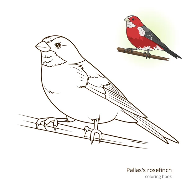 Pallas rosefinch vetor de livro de cores —  Vetores de Stock