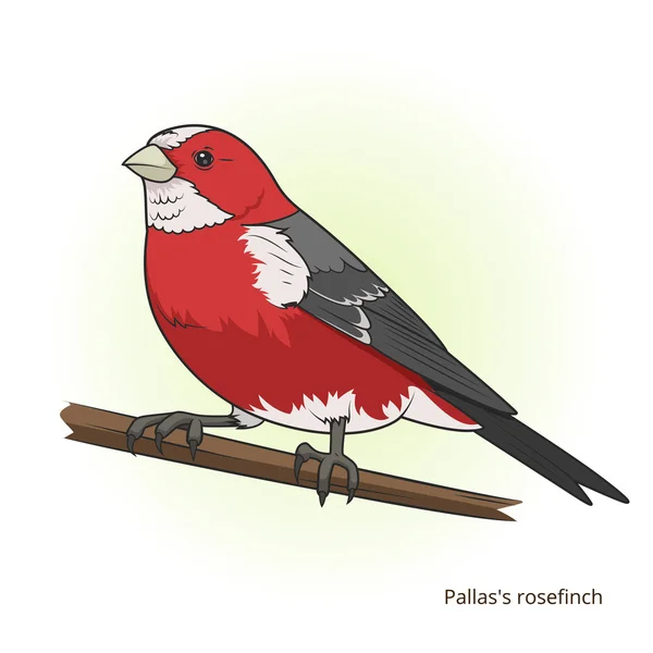 Pallas rosefinch pássaro jogo educativo vetor — Vetor de Stock