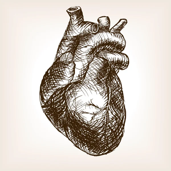 Corazón humano boceto estilo vector ilustración — Vector de stock