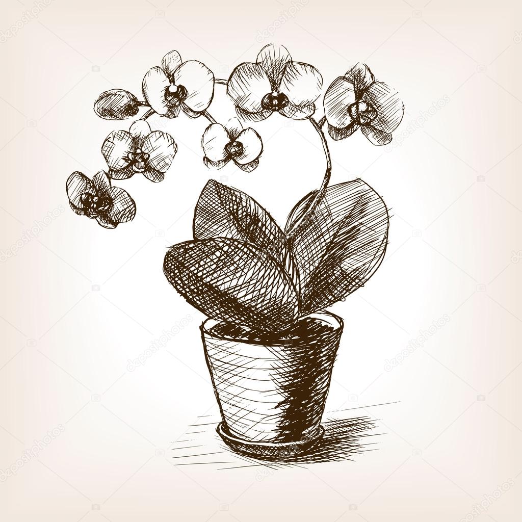 Illustration of phalenopsis orchid flower - stock photo 2212268 | Crushpixel