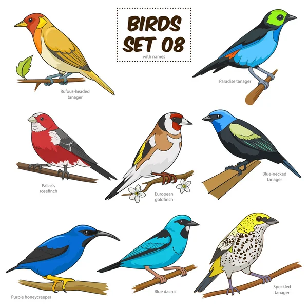Pájaro conjunto de dibujos animados vector colorido ilustración — Archivo Imágenes Vectoriales