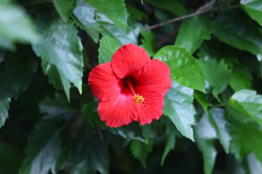 Hibiscus rüzgarda sallanıyor
