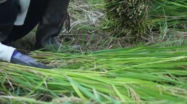 Pirinç toplayan bir kadın.