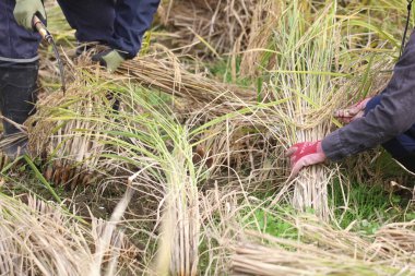Pirinç hasat eden bir kadın.