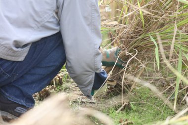 Pirinç hasadı resmi