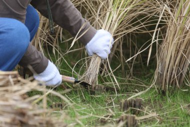 Pirinç hasat eden bir kadın.