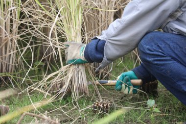 Pirinç hasadı resmi