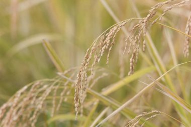 Rüzgarda sallanan pirinç kulakları