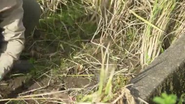 Pirinç hasat eden bir kadın.