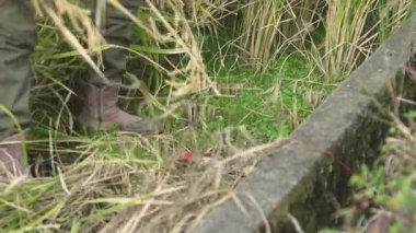 Pirinç hasat eden bir kadın.