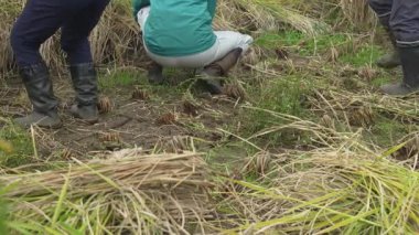 Pirinç hasat eden bir kadın.