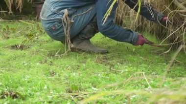 Pirinç hasat eden bir kadın.