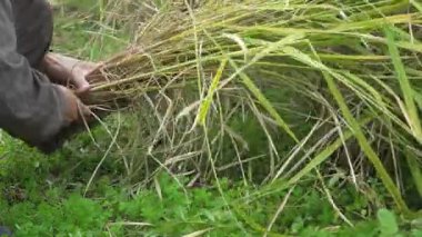 Pirinç hasat eden bir kadın.