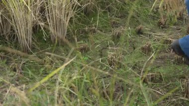 Pirinç hasat eden bir kadın.