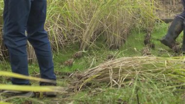 Pirinç hasat eden bir kadın.