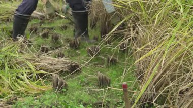 Pirinç hasat eden bir kadın.