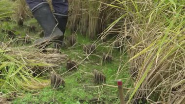 Pirinç hasat eden bir kadın.