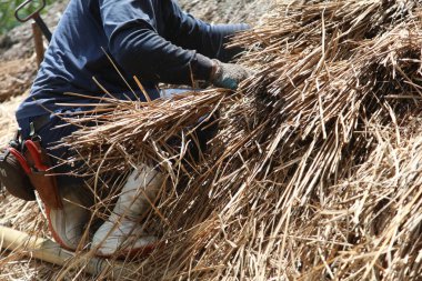 Bir zanaatkar sazdan çatıyı tamir ediyor.