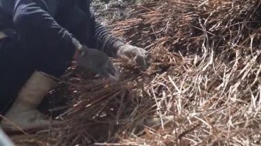 Bir zanaatkar sazdan çatıyı tamir ediyor.