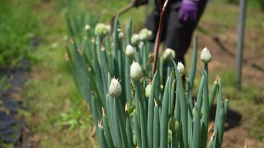 Pırasa kafalı bir adam