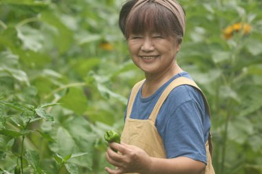 Biber toplayan bir kadın.