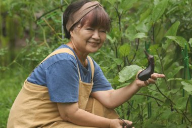 Patlıcan hasat eden bir kadın.