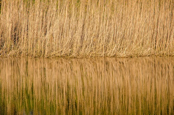 Reed reflektion över floden bevattnar — Stockfoto