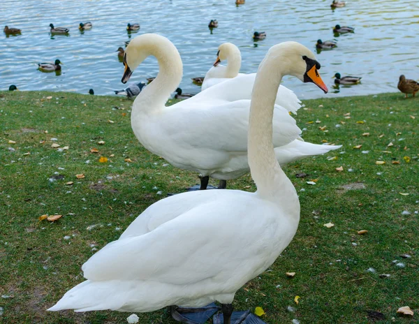 Cisnes en el lago —  Fotos de Stock