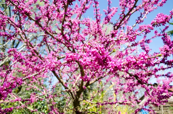 Apple tree blossom — Stock Photo, Image