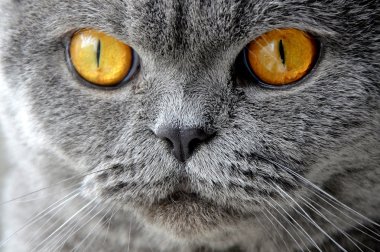 kedi yakın çekim