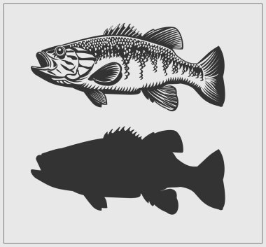Bass fish illustration. Vector. clipart