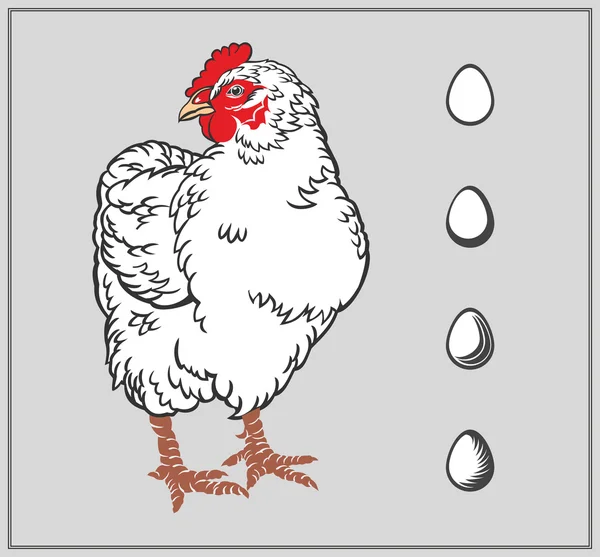 Vector illustration of chicken and eggs. — Stock Vector