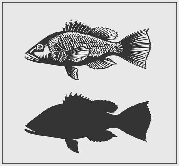 Illustrazione branzino. Vettore . — Vettoriale Stock