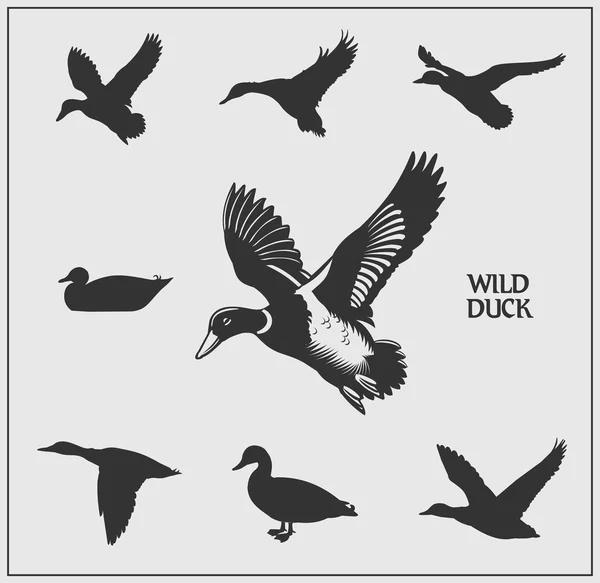 Vector set of wild ducks. Stock Illustration