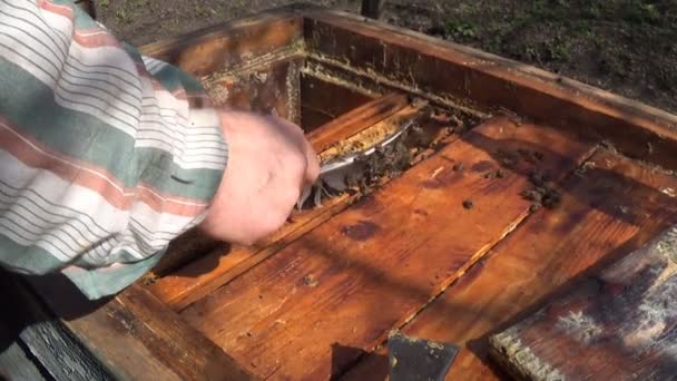 Apicoltore spazzare api di un favo con le sue piume spazzatrice . — Video Stock