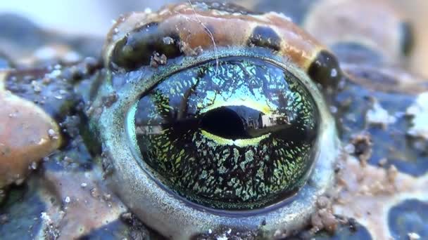 Gevlekte Toad kikker Blinking eye. — Stockvideo