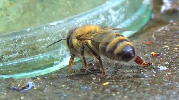 Закрыть пчелу, всасывающую воду . — стоковое видео