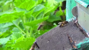 Bal arıları kendi arı kovanı uçan