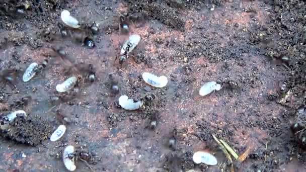 Pismire ants saving larvae cocoon in nest — Stock Video