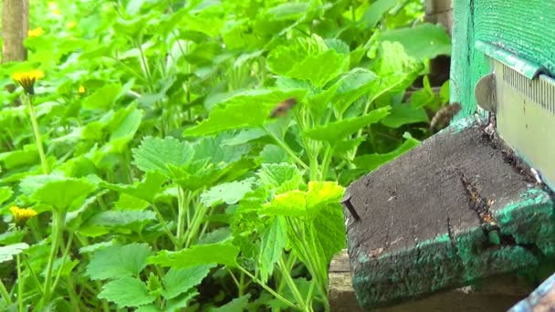 Abejas de miel volando alrededor de su colmena — Vídeo de stock